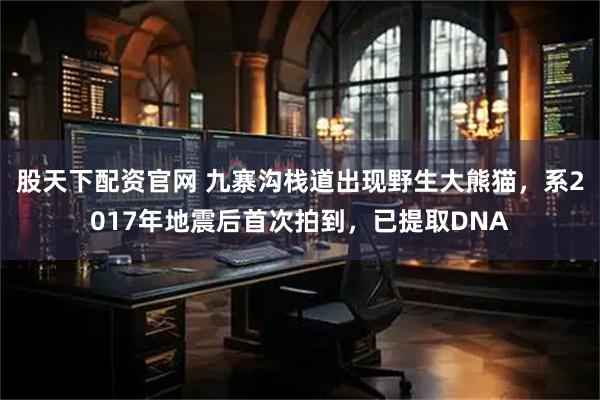 股天下配资官网 九寨沟栈道出现野生大熊猫，系2017年地震后首次拍到，已提取DNA